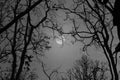 Black and white image of full moon over the trees Royalty Free Stock Photo