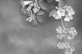 Black and white image of garlic vine flowers Royalty Free Stock Photo