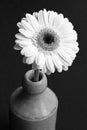 Black and White Image of a Gerbera Royalty Free Stock Photo