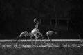 Black and white image of greater flamingos mating display fight and dance
