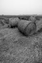 Black and white image group of rolled paddy straw