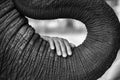 The black and white image of the hand of an old woman placed on the elephant`s trunk Royalty Free Stock Photo