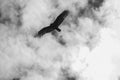 Hawk silhouette against cloud-filled sky in black and white