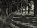 Black and white image of a historical avenue of English oaks in Kirchlinteln, Germany