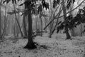 Black and white image from Hoia Baciu Forest Royalty Free Stock Photo