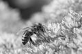 Black and white image of a honey bee Royalty Free Stock Photo