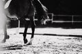 A black-and-white image of the hooves and tail of a horse that rides at a show jumping competition on a sunny day. Equestrian Royalty Free Stock Photo