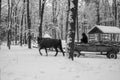 Black and white image of a horse with a cart in winter forest Royalty Free Stock Photo