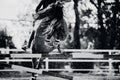 A black-white image of a horse jumping over a barrier, kicking up dust with its hooves. Equestrian sports and show jumping. Horse Royalty Free Stock Photo