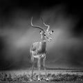 Black and white image of a impala Royalty Free Stock Photo