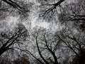A black and white image of intricate tree branches against the sky