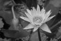 Black and White image of Isolated white lotus flower poked through water in pond at public park.
