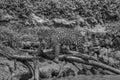 Jaguar hunting along the Cuiaba River Royalty Free Stock Photo