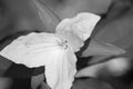 A Black and White Image of a Large Flowering Trillium