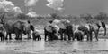 Black and white image of a large herd of elephants drinking from a natural watehole