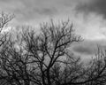 Black and White Image of a Cloudy Winter Sky and Leafless Tree Limbs