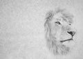 Black and White Image of Lion Face Staring into Distance on Card Banner Royalty Free Stock Photo