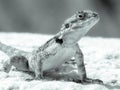 Black and white image of a lizard that looks to camera