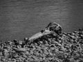 Black and white image of log on river rocks on the shore of a river Royalty Free Stock Photo