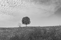 Black and white image of lonely tree on the hill Royalty Free Stock Photo