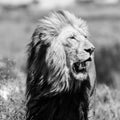 Monochrome Lion