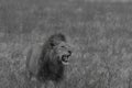 Black and white image of male lion standing in field Royalty Free Stock Photo