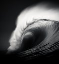 Huge wave breaking with a lot of spray and splash Royalty Free Stock Photo