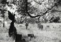 Black and white image of the Old Brompton Cemetery in London