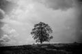 Black and white image of the only one tree stand among nature