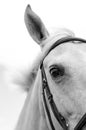 Black and White Image of a Palamino Horse Royalty Free Stock Photo