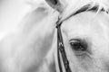 Black and White Image of a Palamino Horse Royalty Free Stock Photo