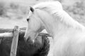 Black and White Image of a Palamino Horse Royalty Free Stock Photo