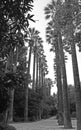 Black and White Image of Palm Trees in Athens Greece Royalty Free Stock Photo