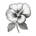 Black And White Pansy Flower Vector Illustration In Jonathan Wolstenholme Style