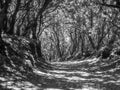 Black and white image of pathway going through old dense forest Royalty Free Stock Photo