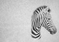 Black and White Image of Peaceful Zebra Face on Card Banner