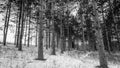 Black-and-white image of a pine tree forest in winter