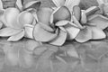 Black and white image of plumeria flowers close up Royalty Free Stock Photo