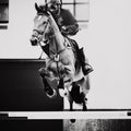 A black-white image of a racehorse with a rider in the saddle, which jumps over a barrier at a show jumping competition. Royalty Free Stock Photo