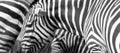 Black and white image of real zebras together in Victor Vasarelly`s style