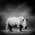 Black and white image of a rhino Royalty Free Stock Photo