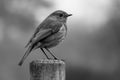 Black and white image of a robin