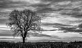 A black and white image of a single tree silhouetted against a cloudy sky Royalty Free Stock Photo