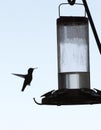 Black and white image of a small hummingbird suspended in air by a feeder full of sugar water. Royalty Free Stock Photo