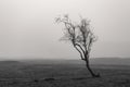 Black and white image of a small tree in the mist Royalty Free Stock Photo