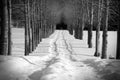 Black And White Image Of Snowshoes Trail In The Woods