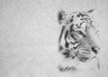 Black and White Image of Soft Expression Resting Tiger Face on Card Banner