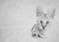 Black and White Image of Soft Expression Serval Wild Cat Face on Card Banner Royalty Free Stock Photo