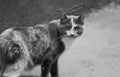 Black and white image of a spotted cat