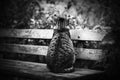 A black-and-white image of a stray cat sitting alone on an old battered wooden bench